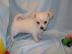 Weibliche Mini Chihuahua Welpe mit UCI p