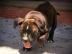 Super nette Staffordshire Bull Terrier