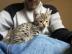 Sch�ne F5 registrierte Savannah Kittens