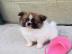 Pomeranian puppy
