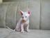 Sphynx-Katzen zur Adoption