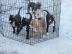 Super nette Pitbull Terrier Welpen zur A
