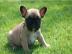 Franz�sisch Bulldog Welpen mit Papiere
