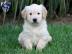 Liebevolles Boxer Welpen (M?dchen und Ru