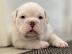 Englische Bulldoggenwelpen