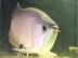 Super rot Arowana Fisch und andere