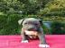 Blueline American Staffordshire Terrier