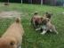 Wundersch�ne Shiba-inu Welpen in tollen