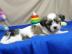 Familien rasied Shih Tzu