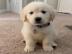 Golden Retriever Welpen WhatsApp nummer