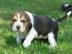 M�nnliche und weibliche Beagle welpen