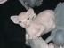 Nette Sphynx K�tzchen suchen f�r ihre He