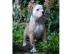 American Bulldog Welpen 8 Wochen