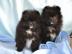 Wundersch�ne reinrassige Pomeranian Baby