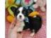 Mini Chihuahua zu verkaufen
