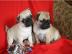 Mops Welpen