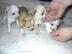 S��e Chihuahua Welpen