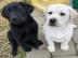 Weihnachten Labrador Babys mit Papieren