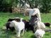 su�e Labradorwelpen mit Papieren