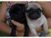 Reinrassige Mini Mops Welpen 100%