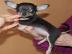 Mini Chihuahua Welpen kurz und langhaar