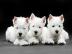 Erh?ltlich West Highland White Terrier W