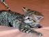 Savannah K�tzchen Super s��e