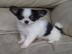MINI MINI Chihuahua Preis: 200