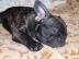 Franz�sische Bulldog Welpen
