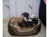 Mini Chihuahua Babys (Langhaar und.  Kurz