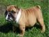 wundersch�ne Englische Bulldoggen