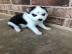 Weihnachtsgeschenk SIBERIAN HUSKY Welpen
