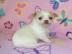 Super s��e MINI chihuahua welpen mit Pa
