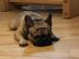 Franz?sische Bulldogge