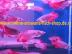 Top Qualit�t Arowana Fisch ( Alle Arten