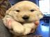 Atemberaubende Golden Retriever Welpen f