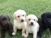 Labrador Welpen mit Papieren