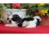 M�nnliche und weibliche Shih Tzu Welpen