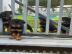 Rottweiler-Welpen f�r ein liebevolles Zu