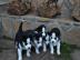 Reinrassigen Siberian Husky Welpen mit b