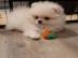 Sch?ne Pomeranian Zwergspitz Welpen