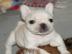Bildsch�ne franz�sisch bulldogge welpen