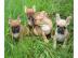 Franz�sische Bulldoggen Welpen, abgabebe