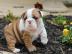 Englische Bulldoggen Welpen