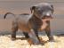 Niedlichen Blaue Nase Pitbull Welpen Wha
