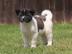 Akita Welpen