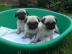 wir haben Mops Welpen