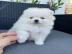 🐾 Zwergspitz-Welpen (Pomeranian) 