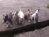 Miniature Bull Terrier Welpen geimpft,