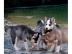 Reinrassige Sibirien Husky Welpen